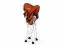 Folding Camping Chair - Brown